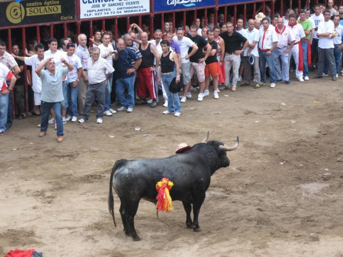 La peña El 27 de Coria elige un toro de Pérez Escudero, procedencia Santa Coloma, para las fiestas de San Juan