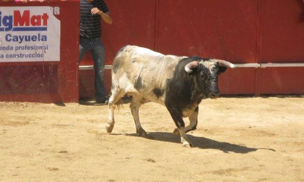 El Ayuntamiento de Moraleja dará a conocer hoy el nombre del organizador de los festejos taurinos