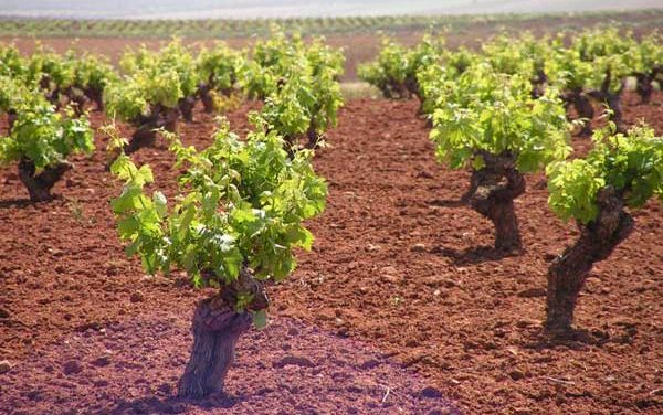 UPA-UCE reclama contratos homologados plurianuales con precios mínimos para el sector del vino