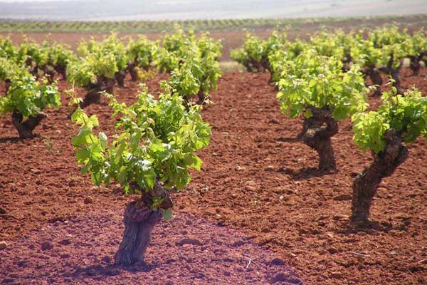 UPA-UCE reclama contratos homologados plurianuales con precios mínimos para el sector del vino