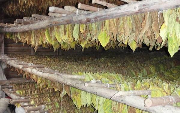 La Junta destinará 20 millones para el uso de energías renovables en plantas de secado de tabaco