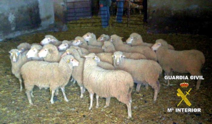 La Guardia Civil detiene a dos hermanos de Usagre por sustraer 30 ovejas de una finca de Llerena