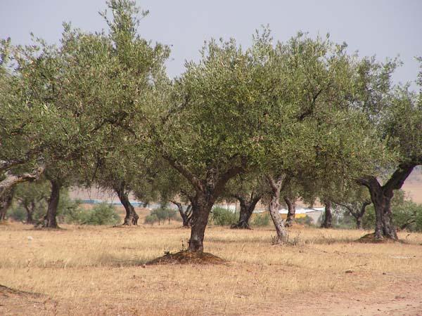 Las organizaciones agrarias de Extremadura piden a los olivareros que se manifiesten en Badajoz el próximo día 5