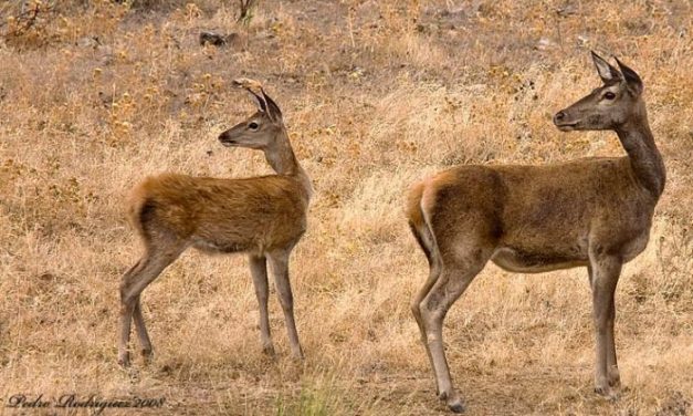 Ecologistas en Acción Granadilla promueve un estudio sobre las presas del lince: el conejo y el ciervo
