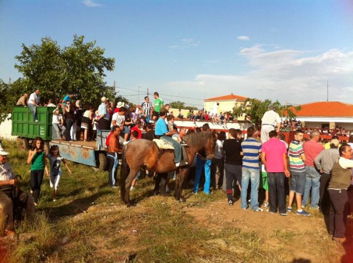 Cientos de aficionados participan en el primer encierro ecuestre con mansos en La Moheda