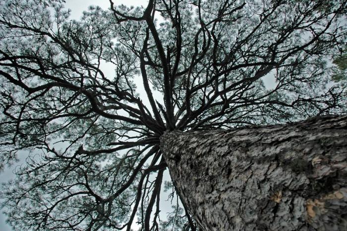El Observatorio de Árboles Singulares alerta que cada año desaparecen 14 millones de hectáreas de bosque