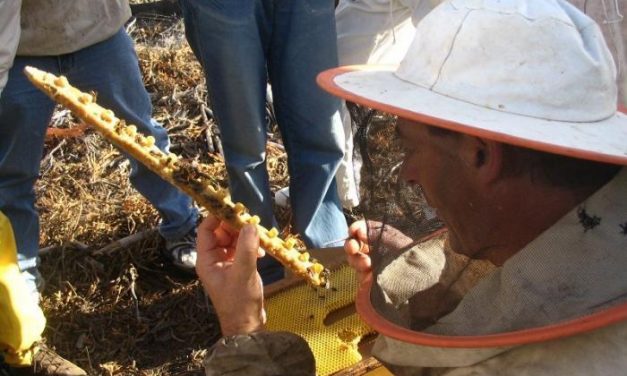El sector apícola del norte de Cáceres recolecta un 50% menos de polen debido a la climatología y el calor