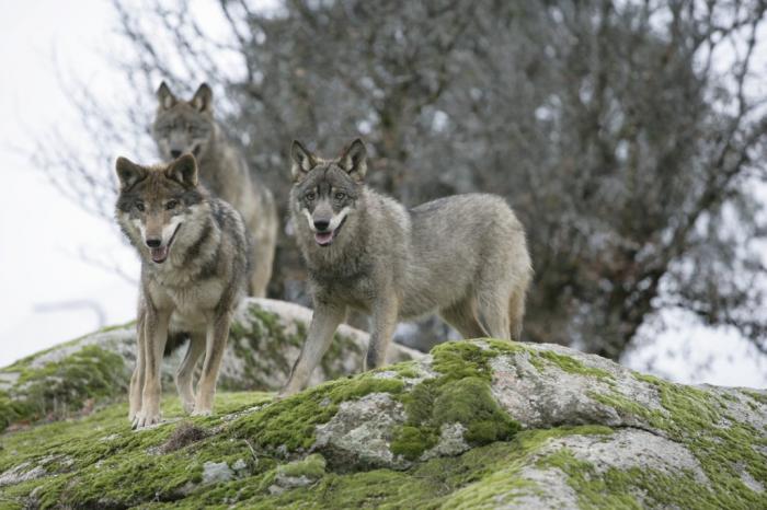 Confirman la presencia de un ejemplar de lobo en el nordeste de Cáceres