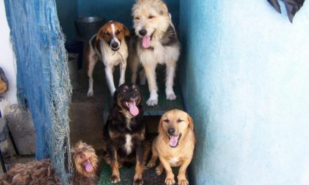 Voluntarios del Refugio de Luna de Montehermoso hallan un cachorro muerto y con las patas destrozadas