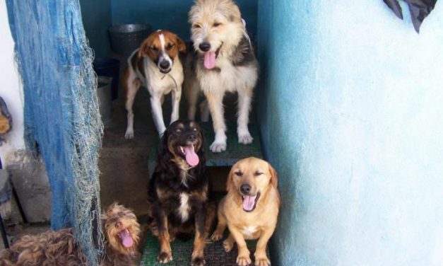 Voluntarios del Refugio de Luna de Montehermoso hallan un cachorro muerto y con las patas destrozadas