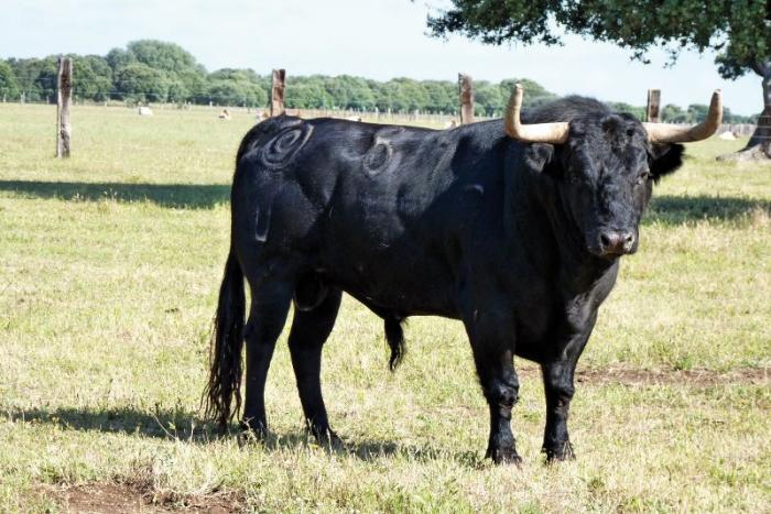 La peña La Geta elige un nuevo toro de la ganadería Montalvo tras romperse un cuerno Marquesino
