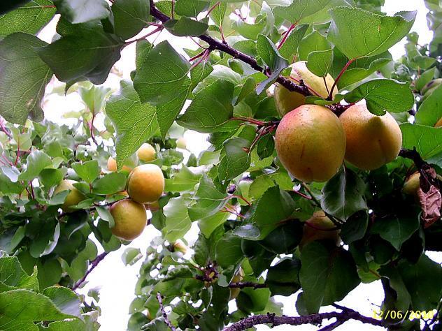 Las organizaciones agrarias lamentan que las ayudas de la UE por la crisis del pepino no repercutan en la fruta
