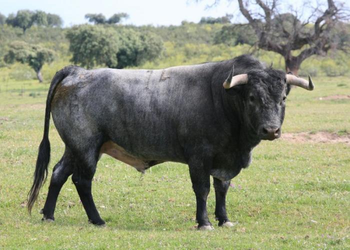 Un toro de Pérez Escudero de nombre Sureño será el primer astado de San Juan y se soltará esta madrugada