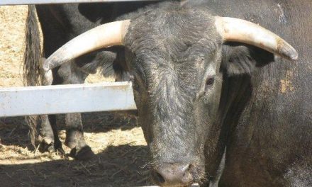 Los toros que se lidiarán en las calles de Moraleja en las fiestas de San Buenaventura no irán despuntados