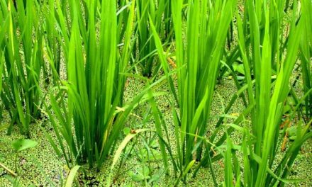 Una investigación de la Universidad de Extremadura propone el cultivo de arroz sin inundar la tierra