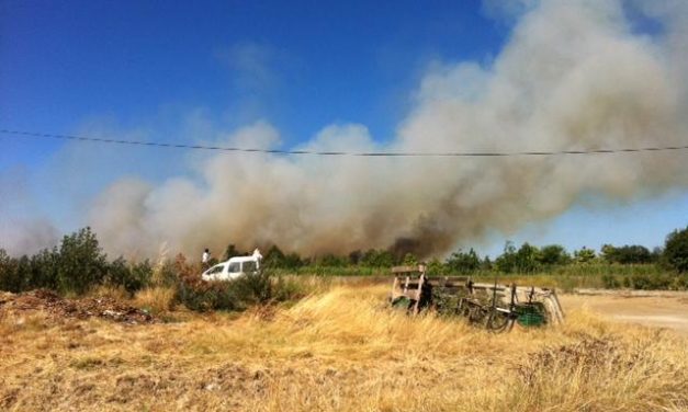 Un incendio de origen desconocido calcina nueve hectáreas en el término de La Moheda de Gata
