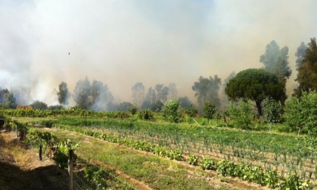 Un incendio de origen desconocido calcina nueve hectáreas en el término de La Moheda de Gata
