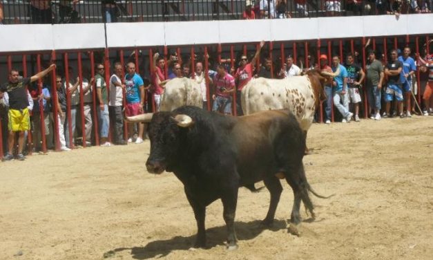 El toro Letargo, de la peña San Sacabó, demora el último encierro de Moraleja hasta los casi 12 minutos