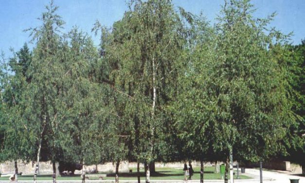 Cinco especies de árboles, como el tejo y el abedul, se encuentran en peligro de extinción en Extremadura