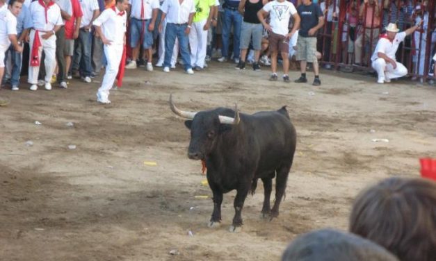 El toro Ventanero, elegido por el abanderado en los sanjuanes de Coria, se lleva el trofeo Sangre Brava