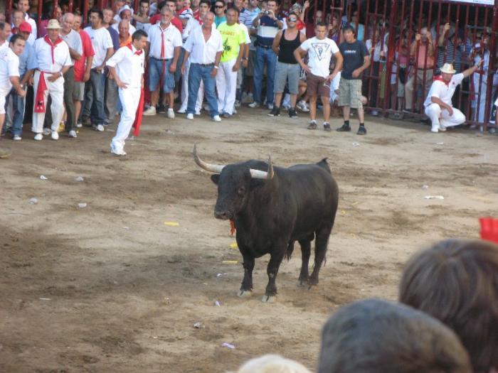 El toro Ventanero, elegido por el abanderado en los sanjuanes de Coria, se lleva el trofeo Sangre Brava