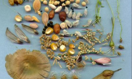 Ecologistas Granadilla pone en marcha un banco de semillas para conseguir productos de calidad