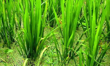 UPA-UCE pide un precio justo para el sector del arroz después de dos campañas consecutivas con pérdidas