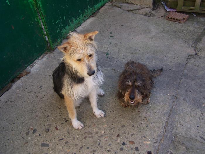 El colectivo Andares denuncia un nuevo caso de maltrato animal en el refugio de perros de Montehermoso