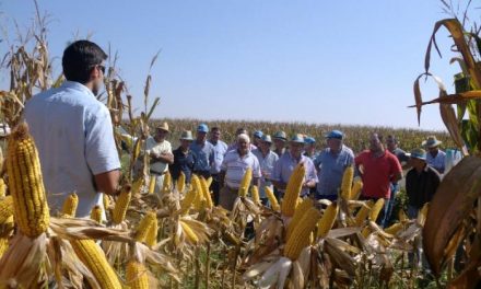 Agricultores cacereños conocen las nuevas variedades de maíz de Dekal para la campaña 2012