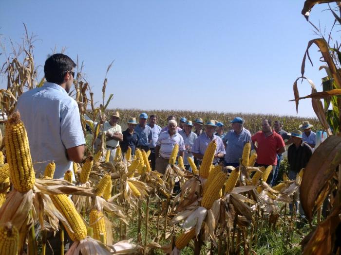 Agricultores cacereños conocen las nuevas variedades de maíz de Dekal para la campaña 2012
