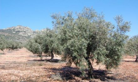 La Junta fumiga más de 312.000 olivos de La Milagrosa de Monterrubio para prevenir la mosca