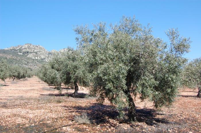La Junta fumiga más de 312.000 olivos de La Milagrosa de Monterrubio para prevenir la mosca