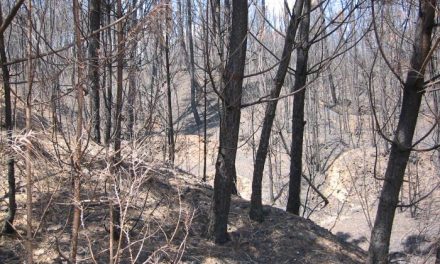 Los responsables del Plan Infoex declaran controlado el incendio de Hervás que se originó el pasado viernes