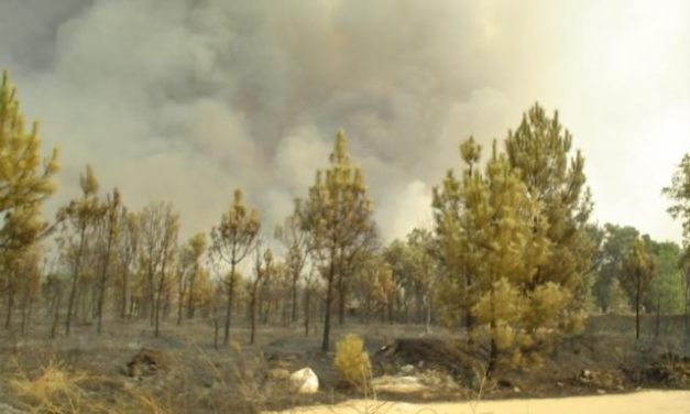 El incendio forestal de Valverde del Fresno que se inició en la madrugada está «estabilizado» y bajo control