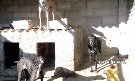 La Guardia Civil detiene a los presuntos autores del robo de cuatro perros galgos en Hornachos