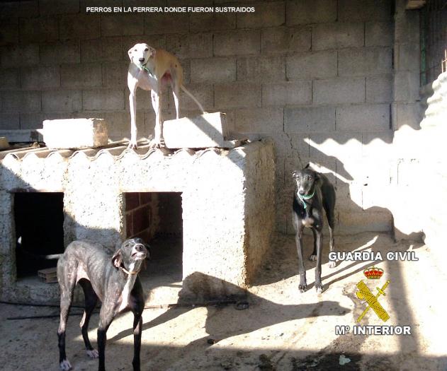 La Guardia Civil detiene a los presuntos autores del robo de cuatro perros galgos en Hornachos