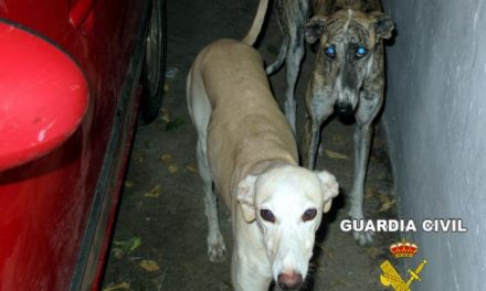 Efectivos de la Guardia Civil detienen en  la N-432 a los autores del robo de varios perros galgos