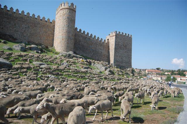 ¿Tiene salida la lana merina en España? La respuesta a debate este fin de semana en Extremadura