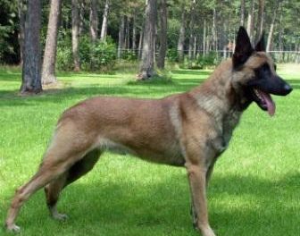 GPEX adquirió tres perros por valor de 12.800 euros sin que hubiera encargo previo por parte de la Junta