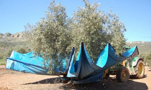 La cooperativa La Milagrosa de Monterrubio elaborará más de un millón de kilos de aceite de oliva virgen extra