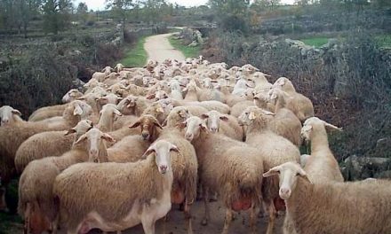 La subasta de ganado ovino de la Feria de Trujillo adjudica más del 80% de los animales