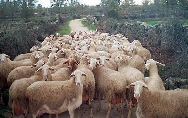 La subasta de ganado ovino de la Feria de Trujillo adjudica más del 80% de los animales