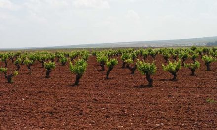 Extremadura recibe 16 millones de euros para reestructurar más de 2.100 hectáreas de viñedos