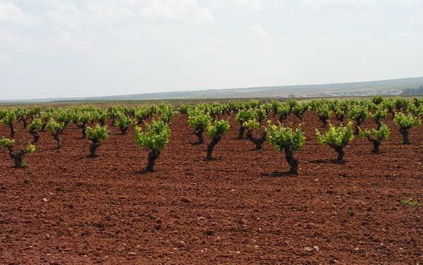 Extremadura recibe 16 millones de euros para reestructurar más de 2.100 hectáreas de viñedos