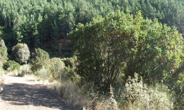 Encuentran el cadáver de un ciudadano rumano con varias puñaladas en un pinar de Valverde del Fresno