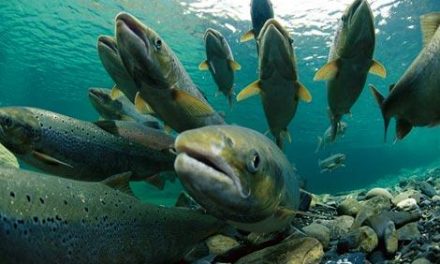 El Ejecutivo regional desarrollará actuaciones en el centro de reproducción de salmónidos de Jerte