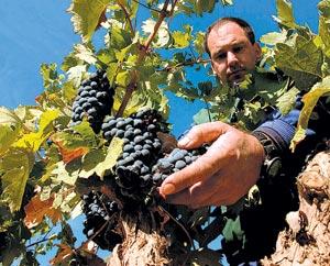 La Unión Europea aborda hoy la reforma del vino, que afecta a 10.000 productores extremeños