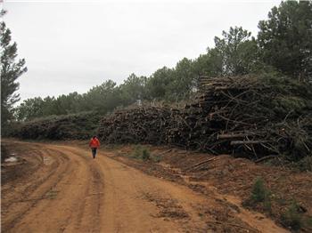 La Dirección General de Medio Ambiente estudia potenciar la biomasa forestal en los montes públicos