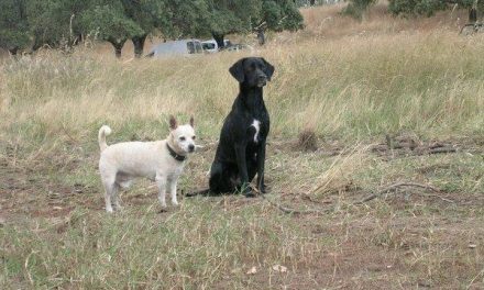 El Ayuntamiento de Moraleja inicia una campaña de sensibilización dirigida a propietarios de perros
