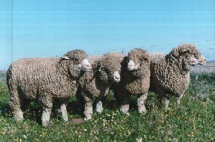 La Diputación de Cáceres convoca una nueva adjudicación de ganado ovino de la raza merino precoz